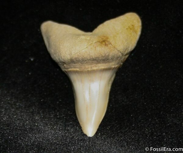 Inch Mako Shark Tooth Fossil (Sharktooth Hill) #849
